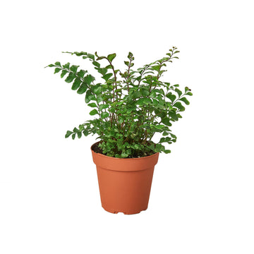 Mahogany Fern - Ethereal Company-Indoor Plants