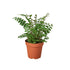 Mahogany Fern - Ethereal Company-Indoor Plants