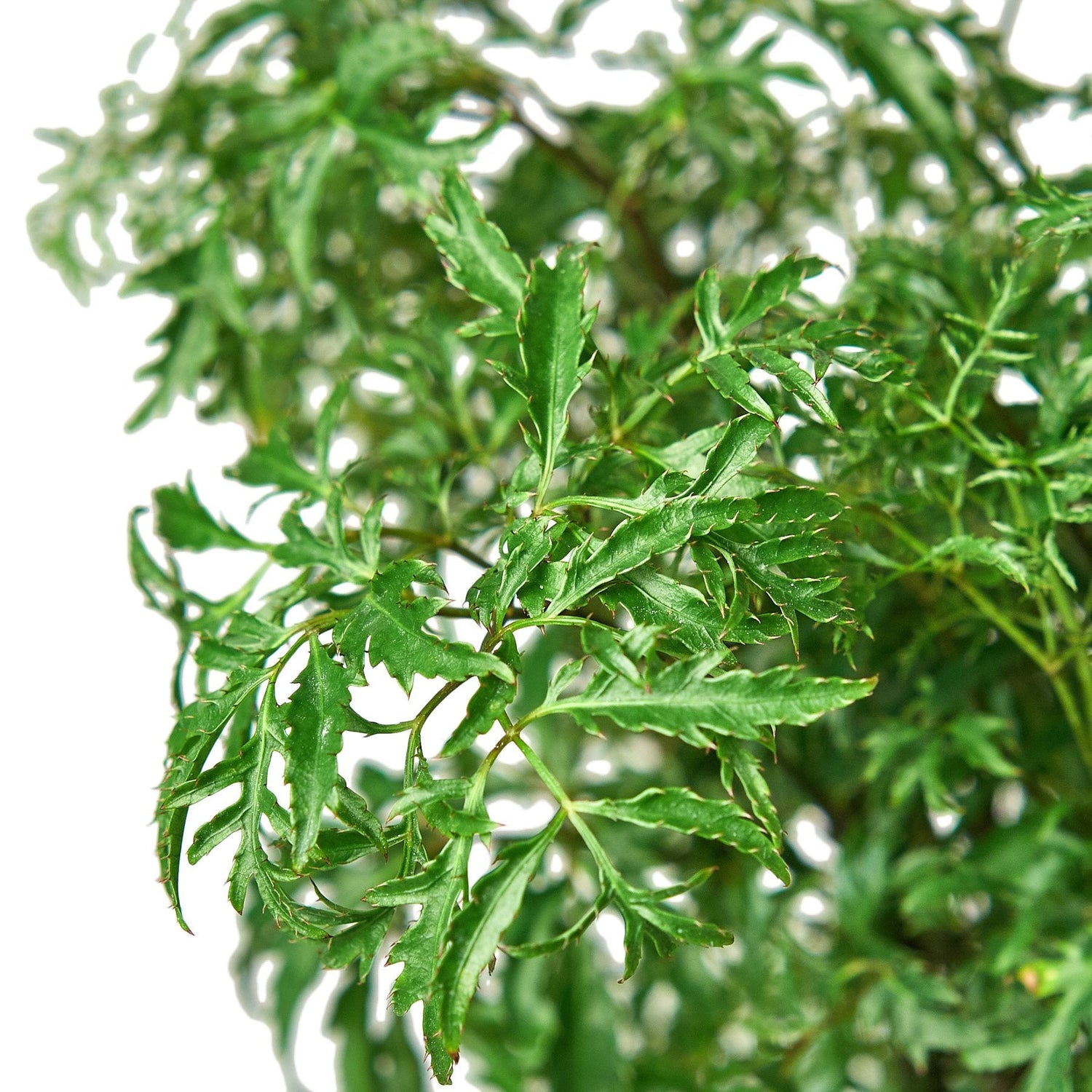 Aralia Ming Stump Plant - Ethereal Company-Default