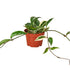 Hoya Carnosa &