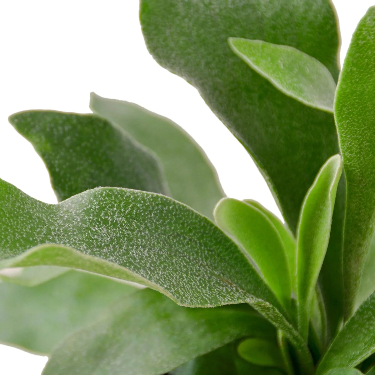 Staghorn Fern - Ethereal Company-Indoor Plants