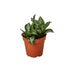 Snake Plant Silver Streak - Ethereal Company-Indoor Plants