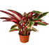 Stromanthe Triostar - Ethereal Company-6" Plant (1) ($10)