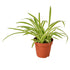 Spider Plant Reverse - Ethereal CompanyDefault