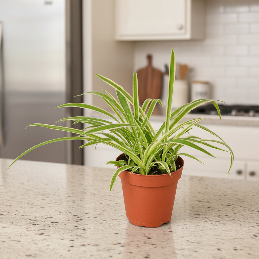 spider plant container Spider Plant Reverse Air Purifier