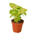 Syngonium Gold - Ethereal CompanyIndoor Plants