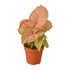Syngonium Strawberry - Ethereal Company-Indoor Plants