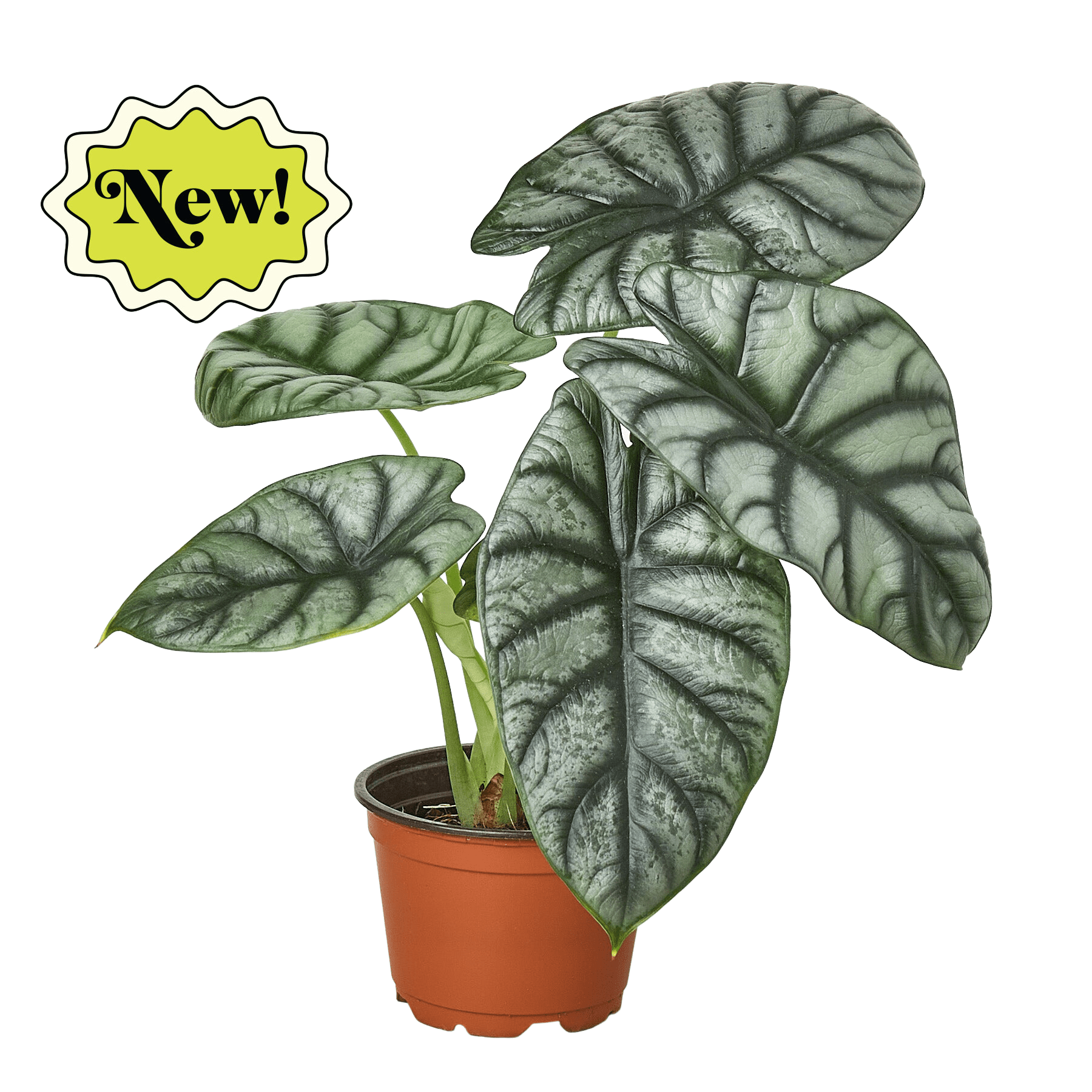 Alocasia Silver Dragon - Ethereal Company