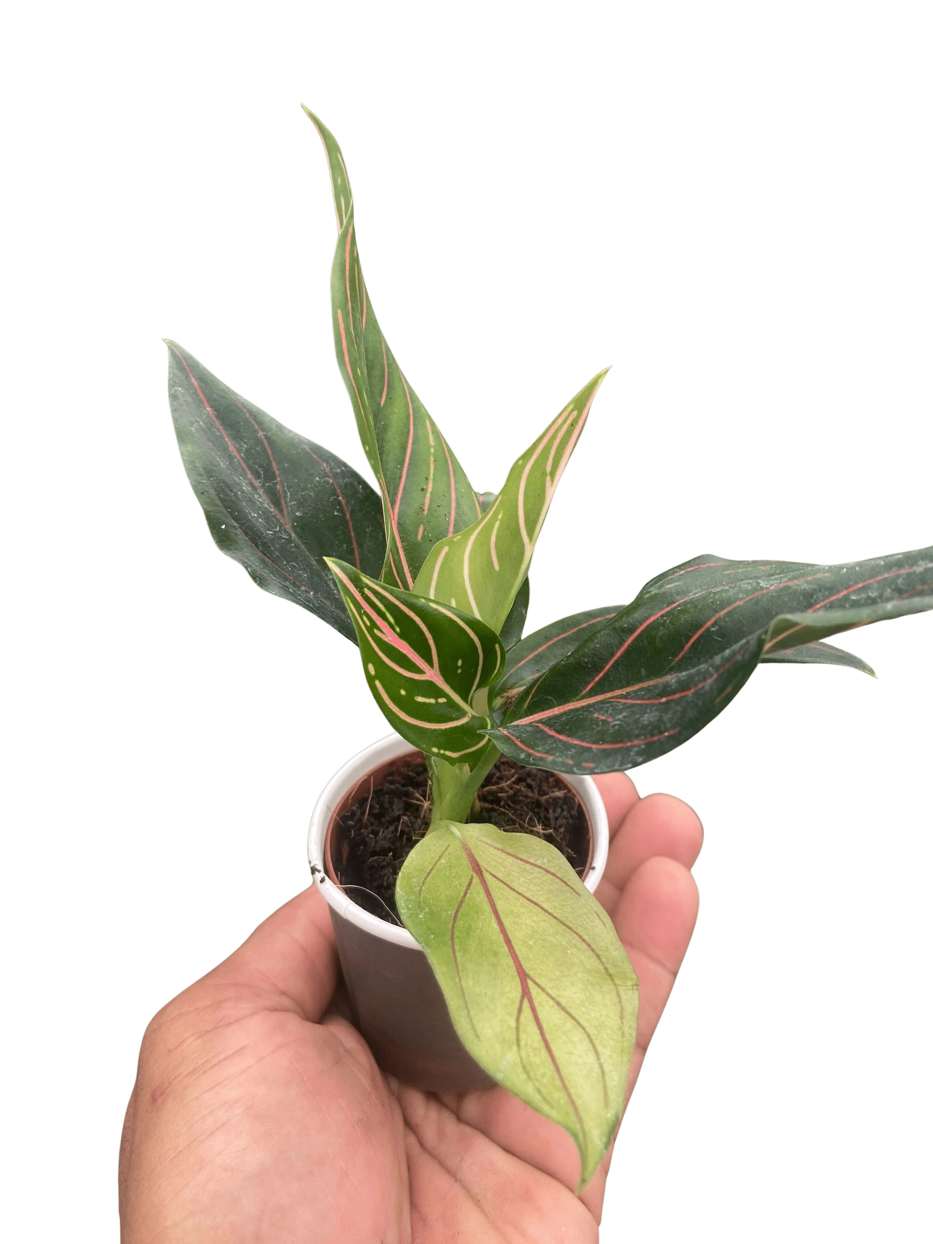 Chinese Evergreen &