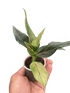 Chinese Evergreen &