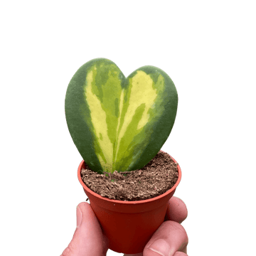 Hoya Heart Flame - Ethereal Company-Indoor Plants