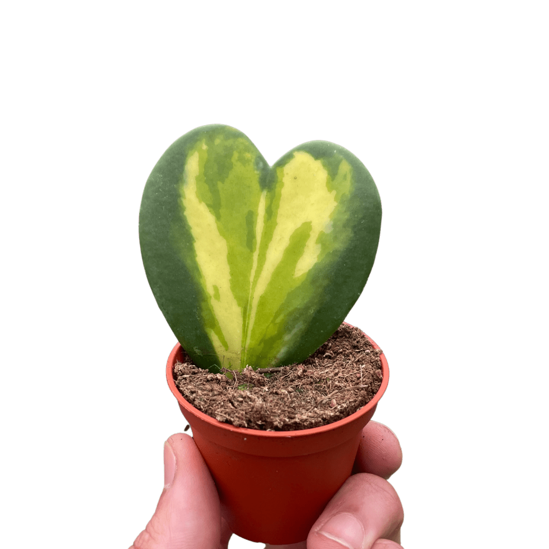 Hoya Heart Flame - Ethereal Company-Indoor Plants