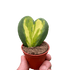 Hoya Heart Flame - Ethereal Company-Indoor Plants