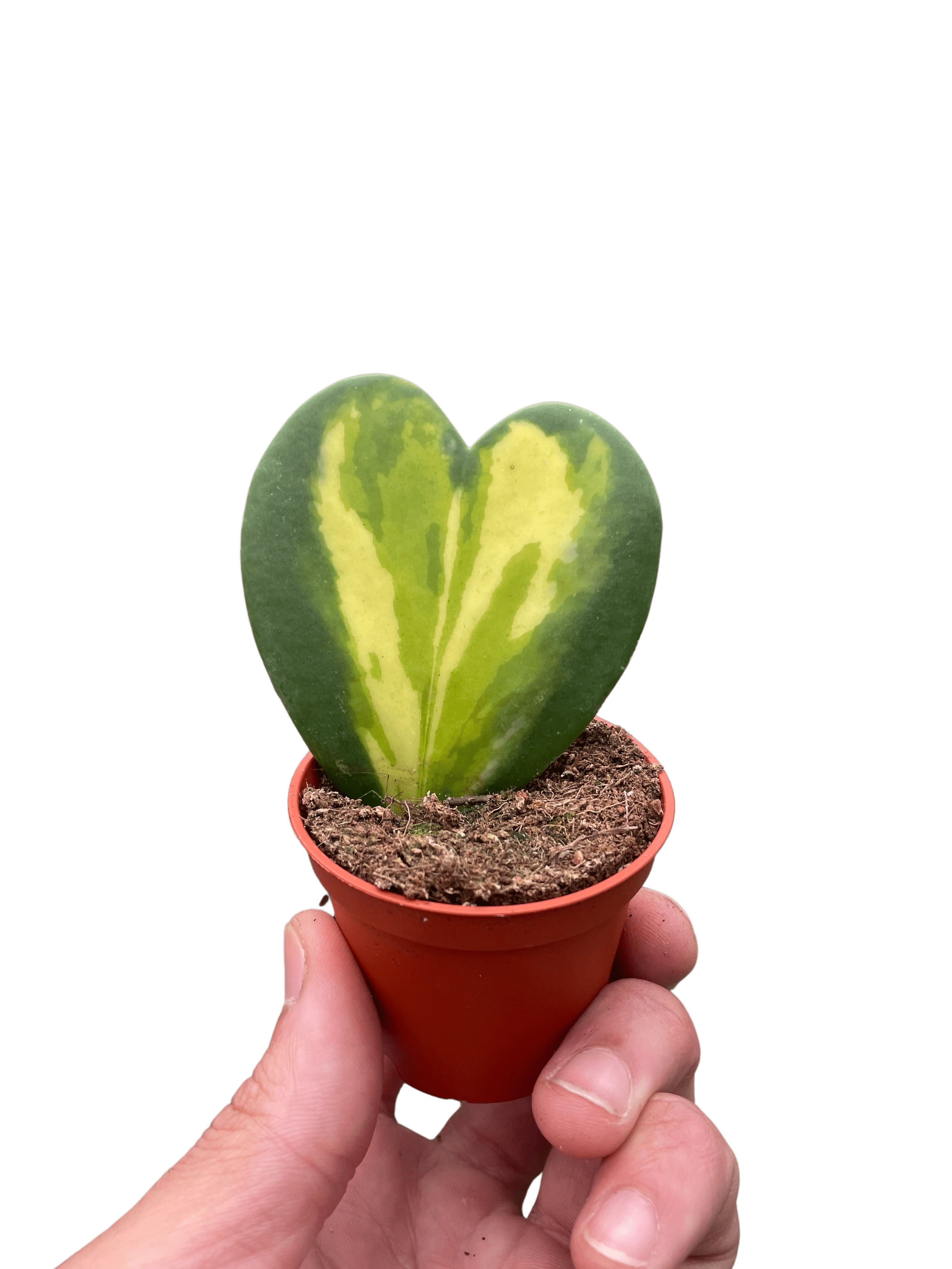 Hoya Heart Flame - Ethereal Company-Indoor Plants