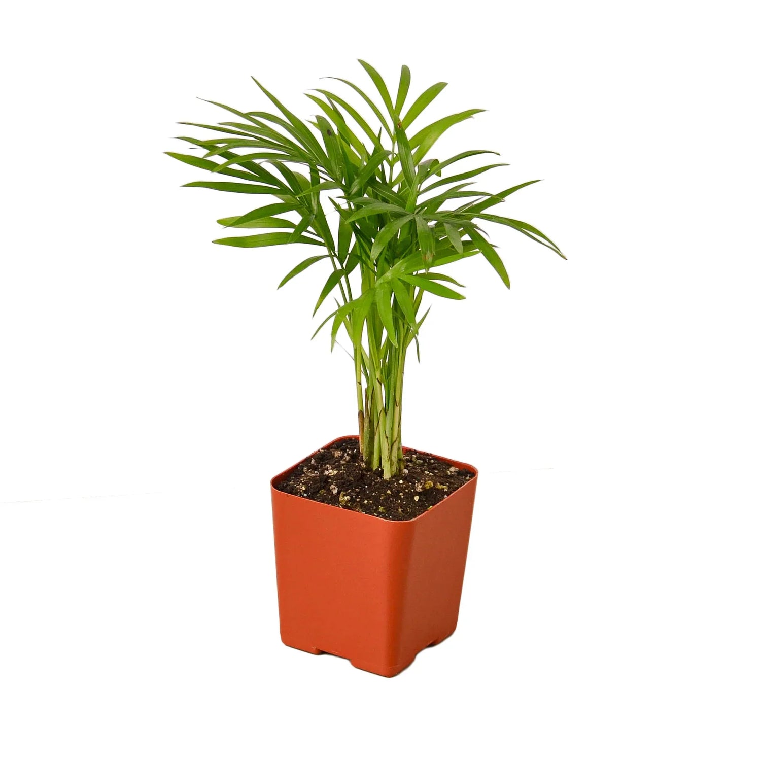 Parlor Palm - Ethereal Company-Indoor Plants