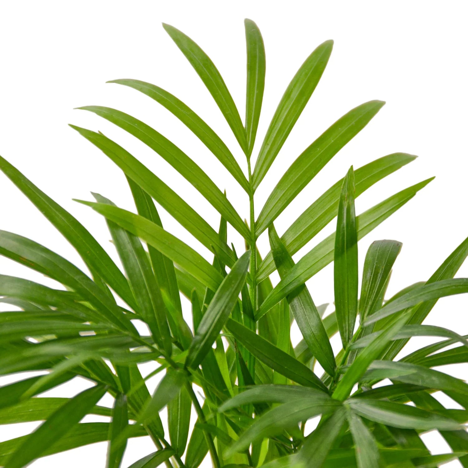 Parlor Palm - Ethereal Company-Indoor Plants