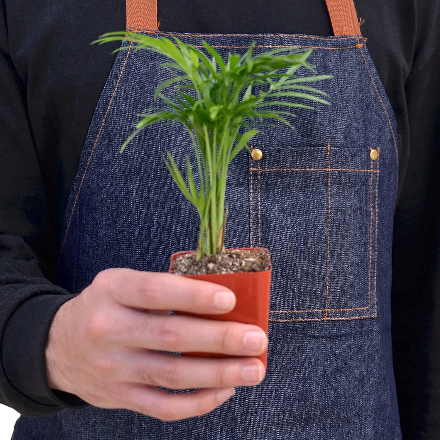 Parlor Palm - Ethereal Company-Indoor Plants