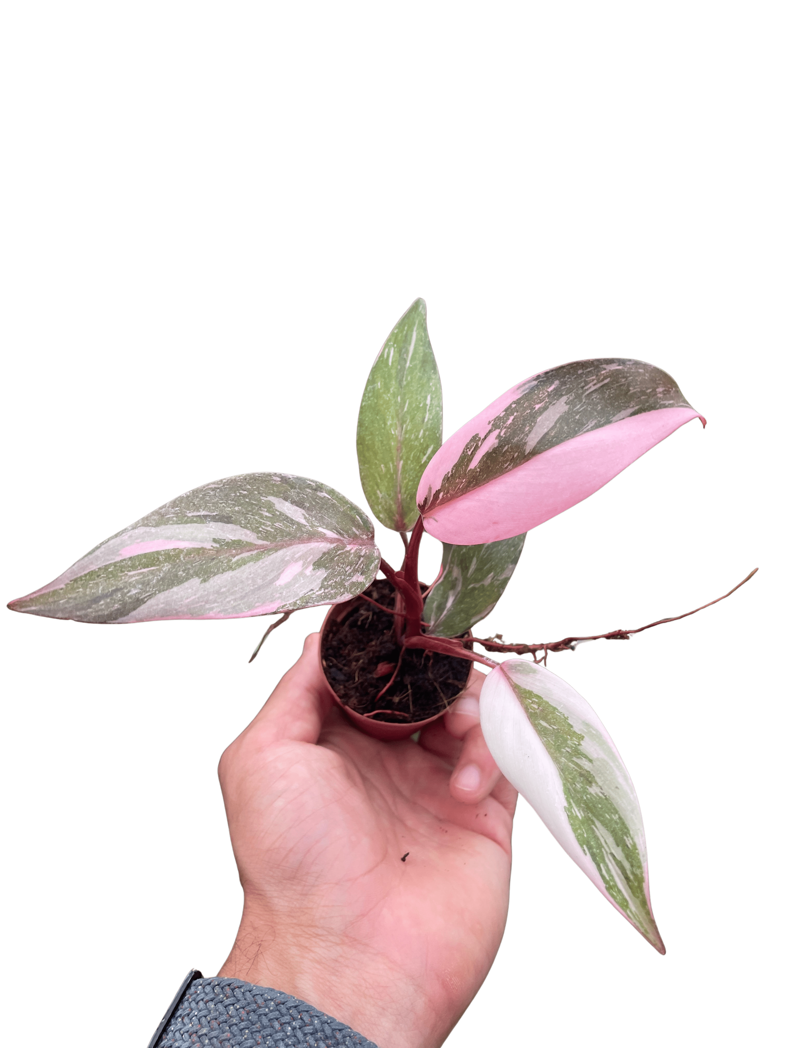 Philodendron &