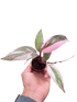 Philodendron &