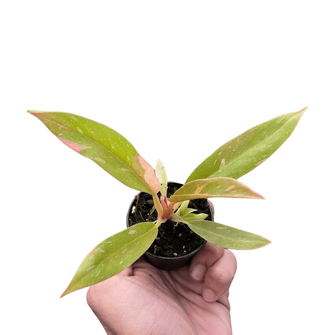Philodendron Ring of Fire Variegated - Ethereal Company-Indoor Plants