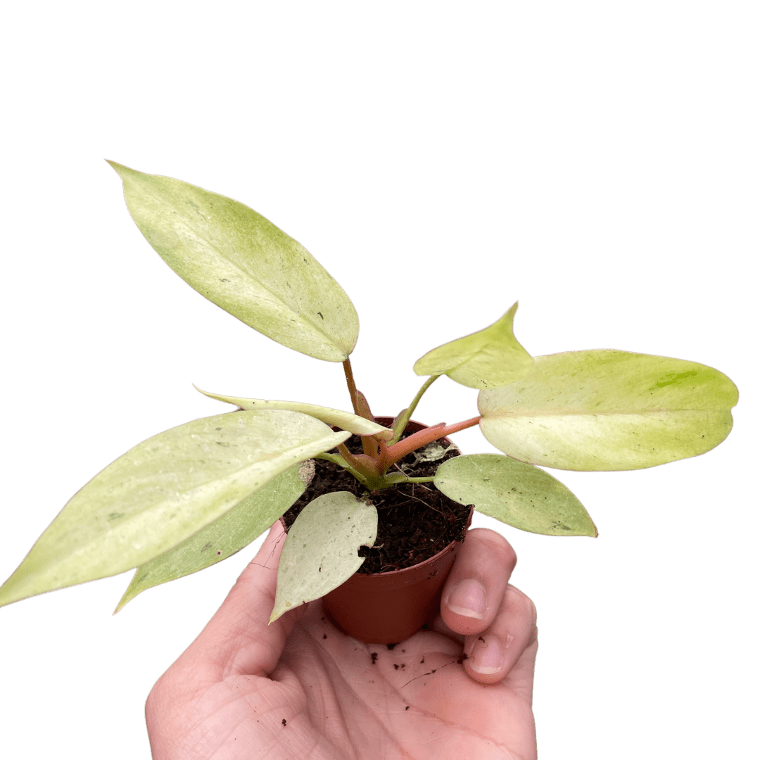 Philodendron &