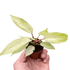 Philodendron &