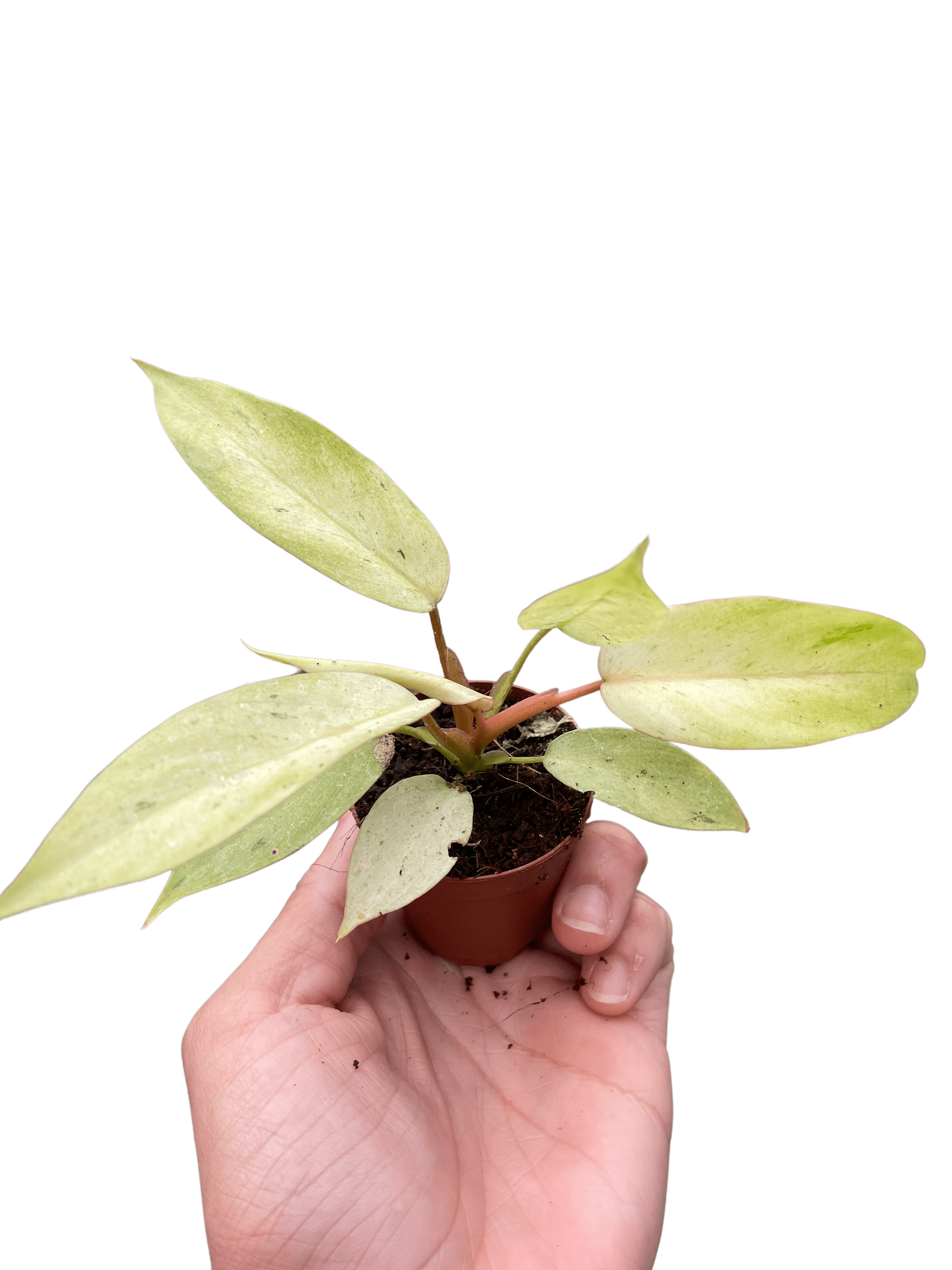 Philodendron &