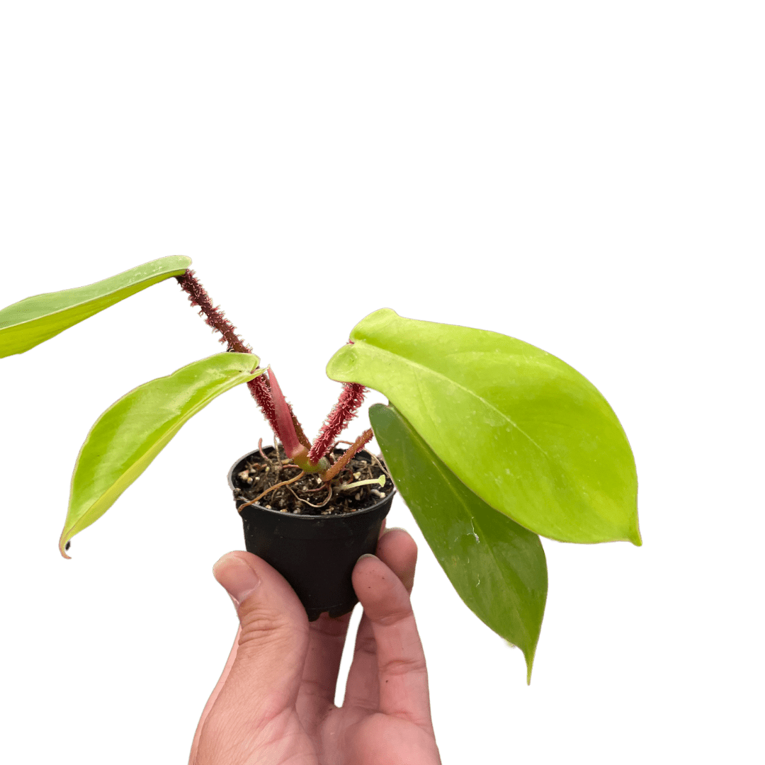 Philodendron &