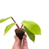 Philodendron &