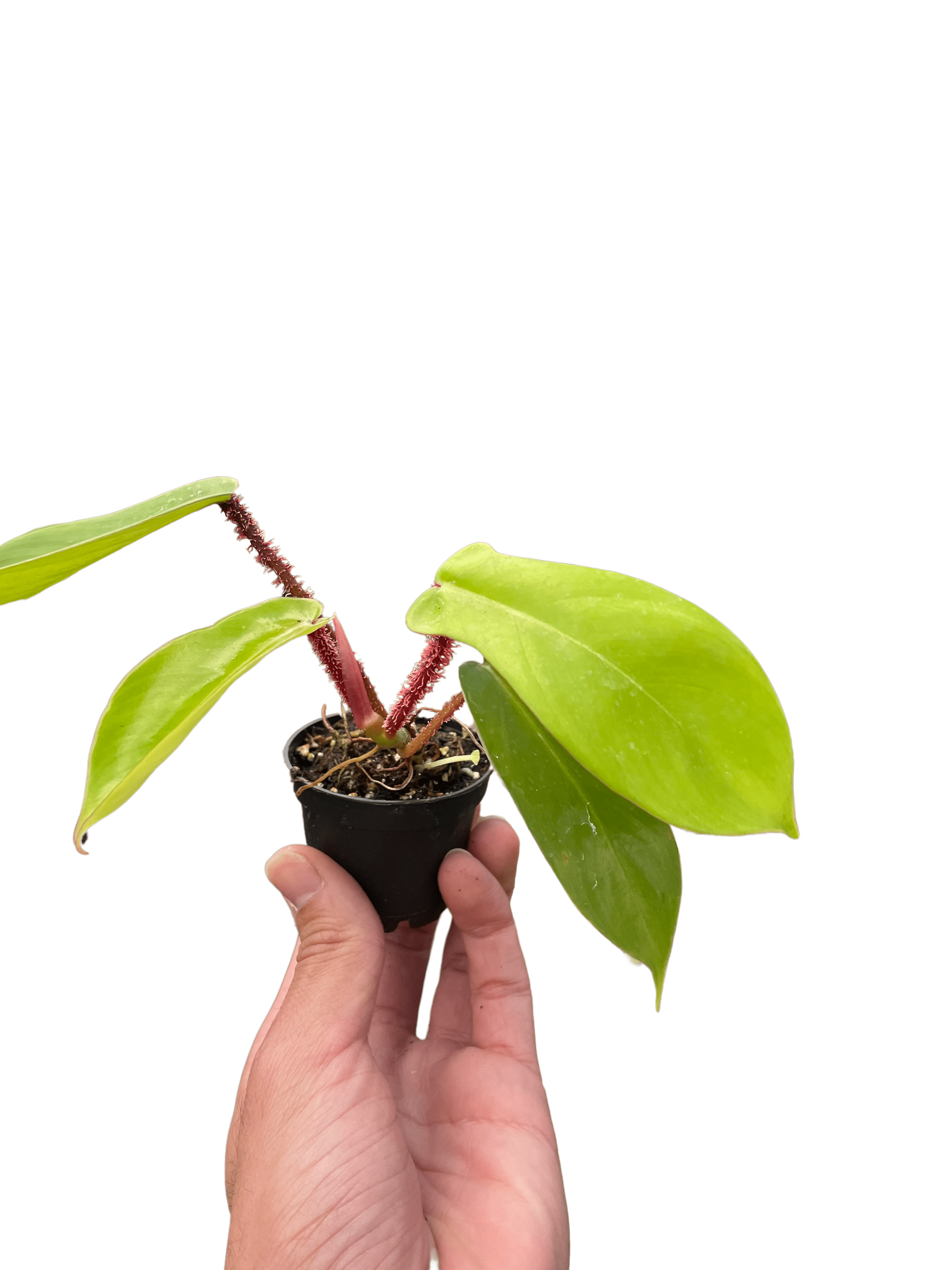 Philodendron &
