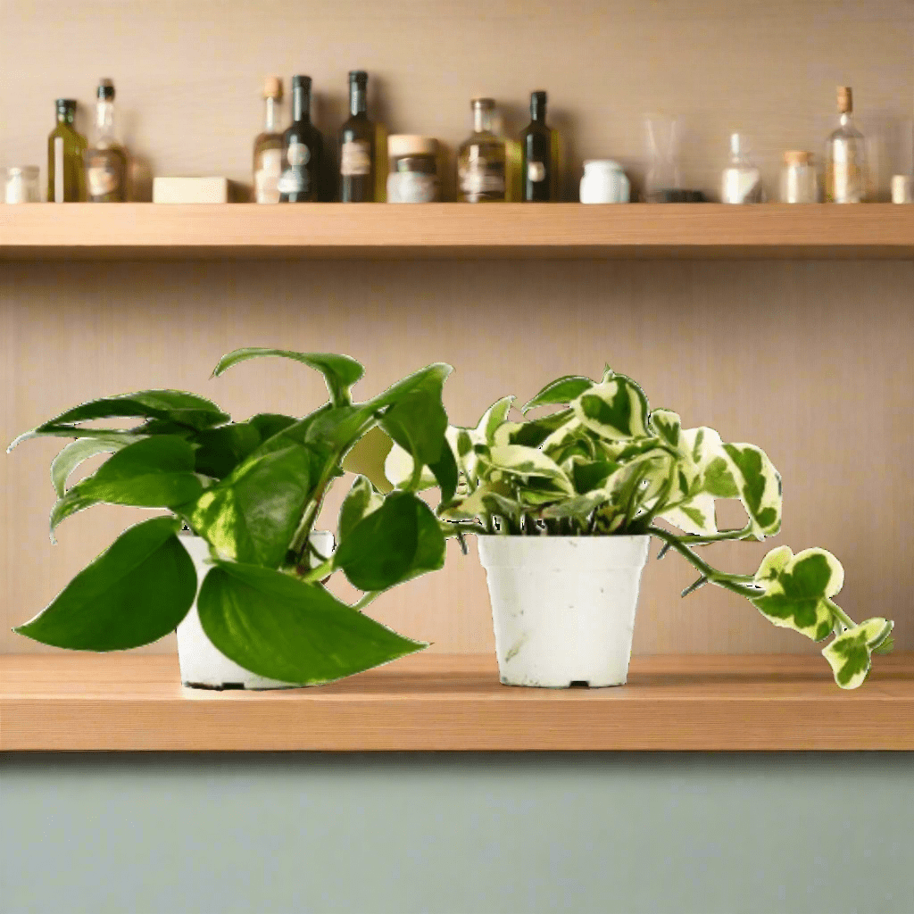 2 Pothos Variety Pack - 4" Pot - Ethereal Company