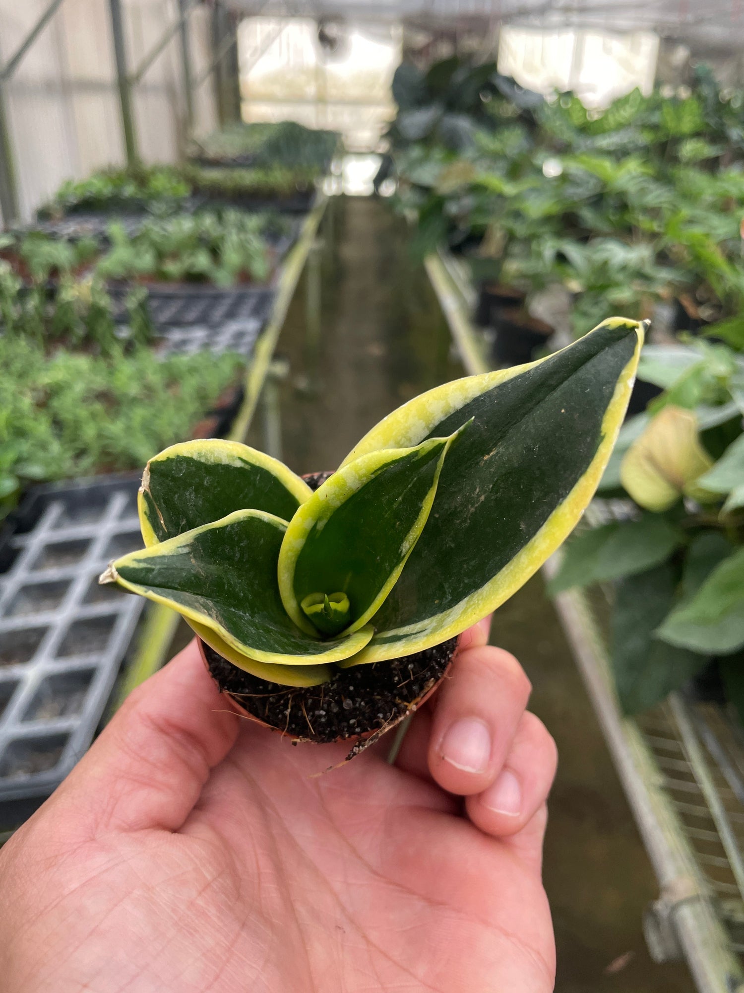 Snake Plant Black Gold - Ethereal CompanyIndoor Plants