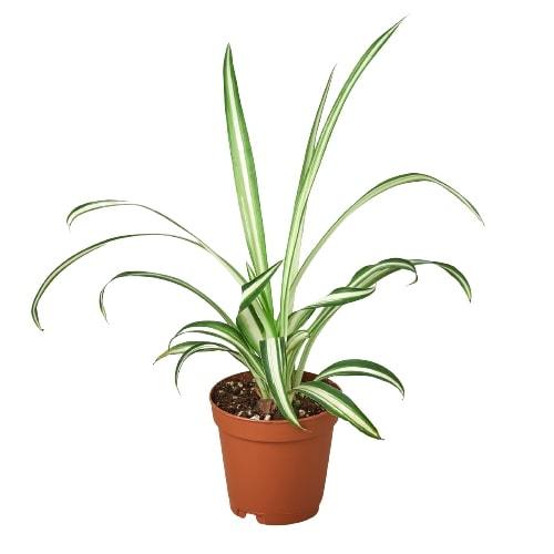 Spider Plant Reverse - Ethereal CompanyDefault