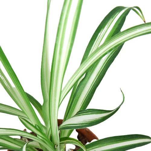 Spider Plant Reverse - Ethereal CompanyDefault