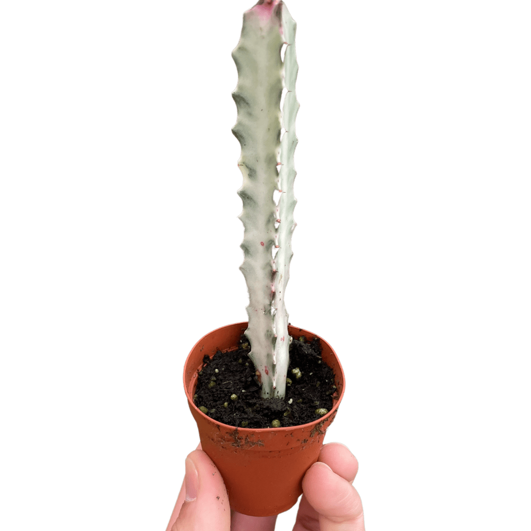 Succulent Euphorbia &