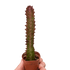 Succulent Euphorbia &