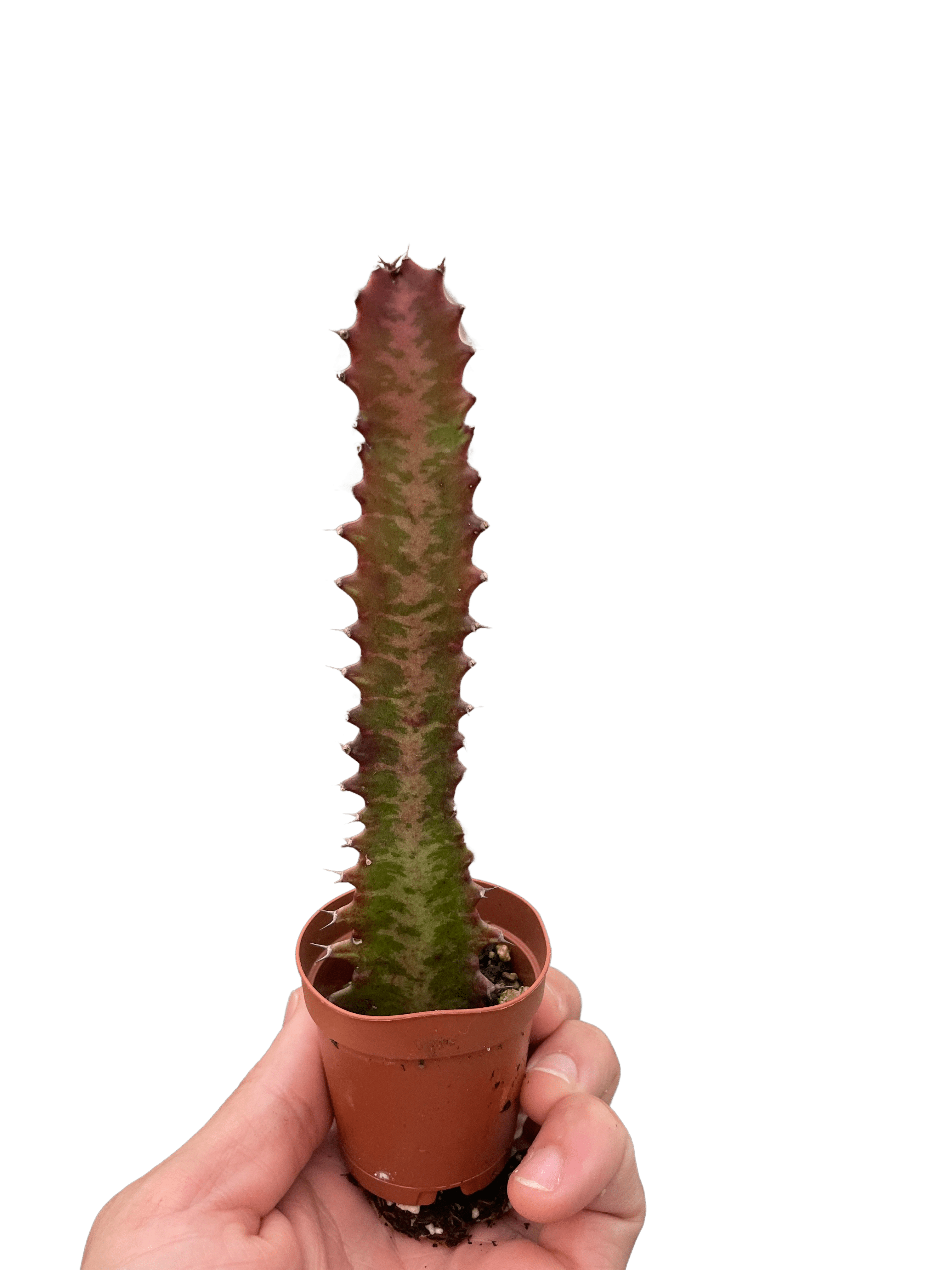 Succulent Euphorbia &