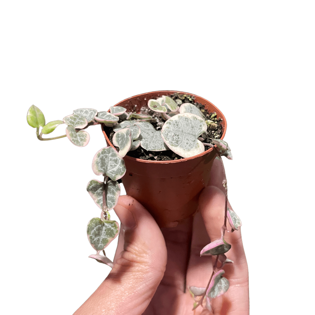String of Hearts Variegated - Ethereal Company-