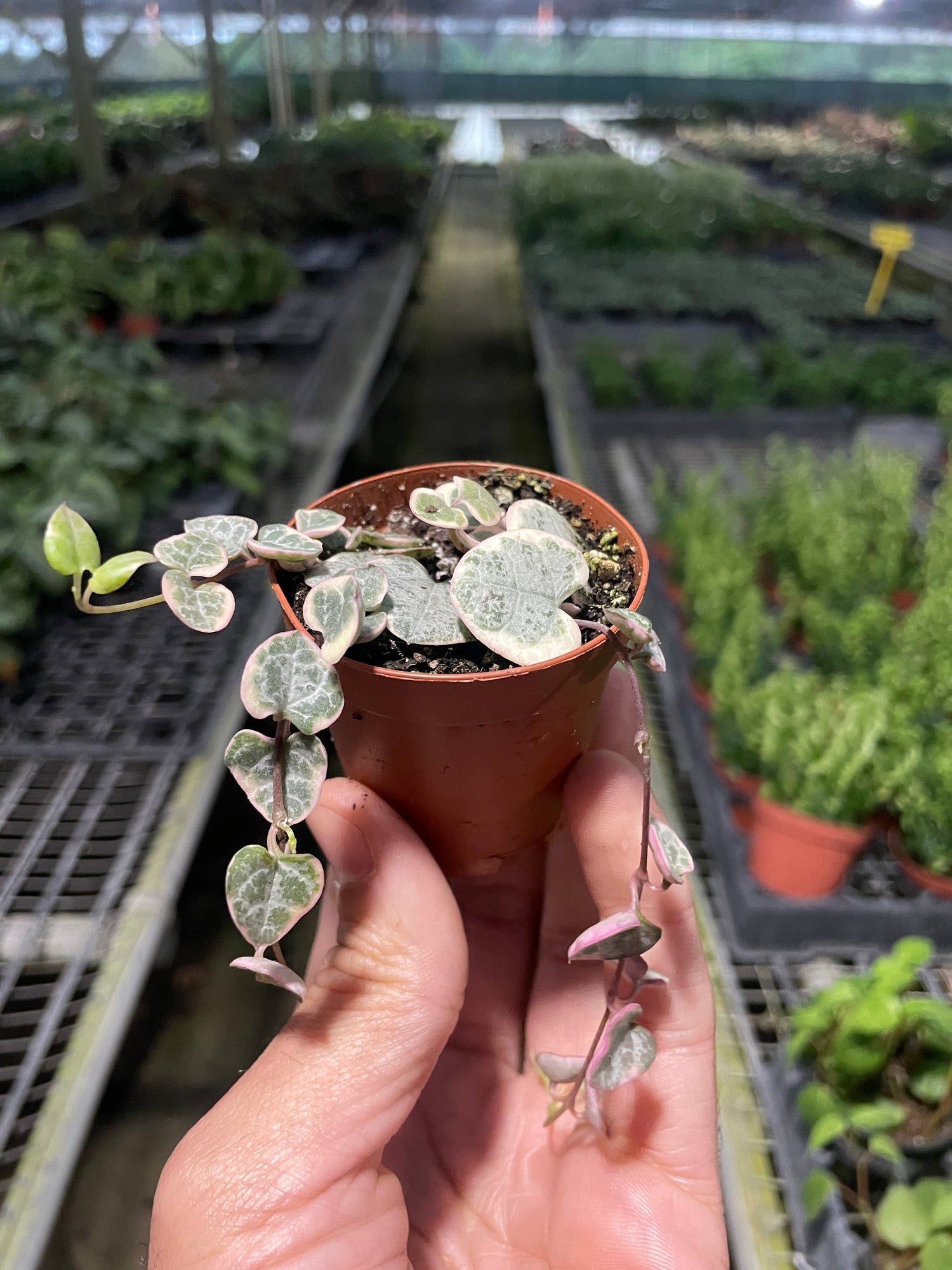 String of Hearts Variegated - Ethereal Company-