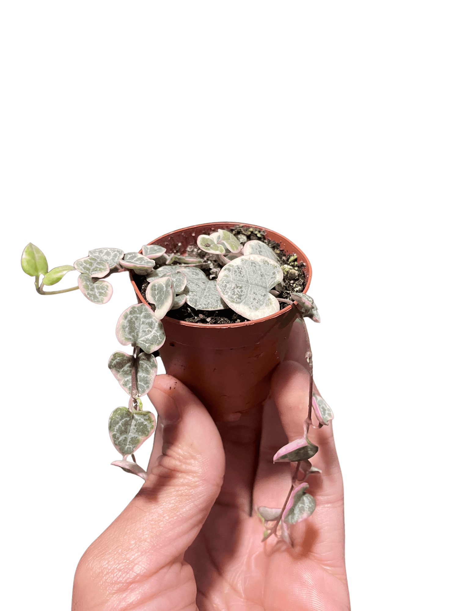 String of Hearts Variegated - Ethereal Company-