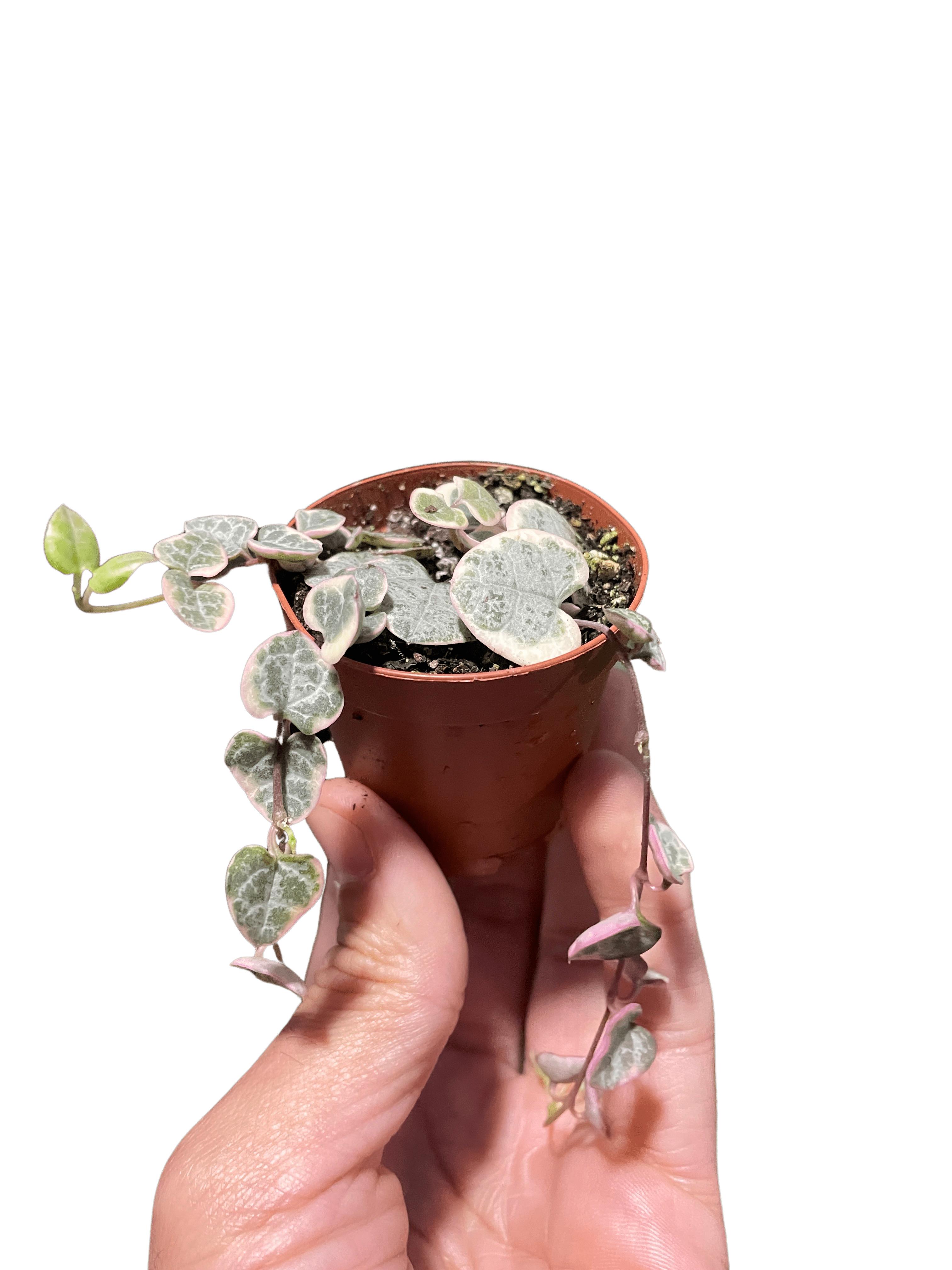 String of Hearts Variegated - Ethereal Company-