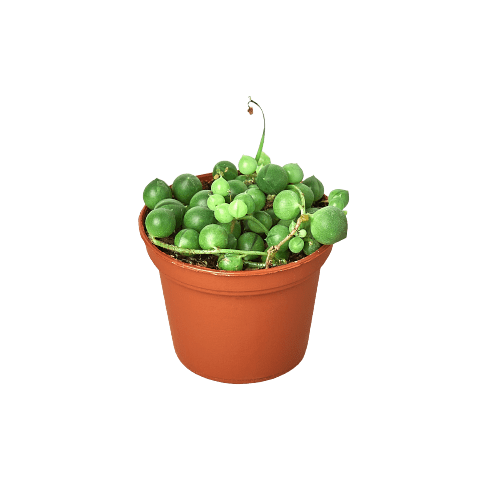 Succulent &