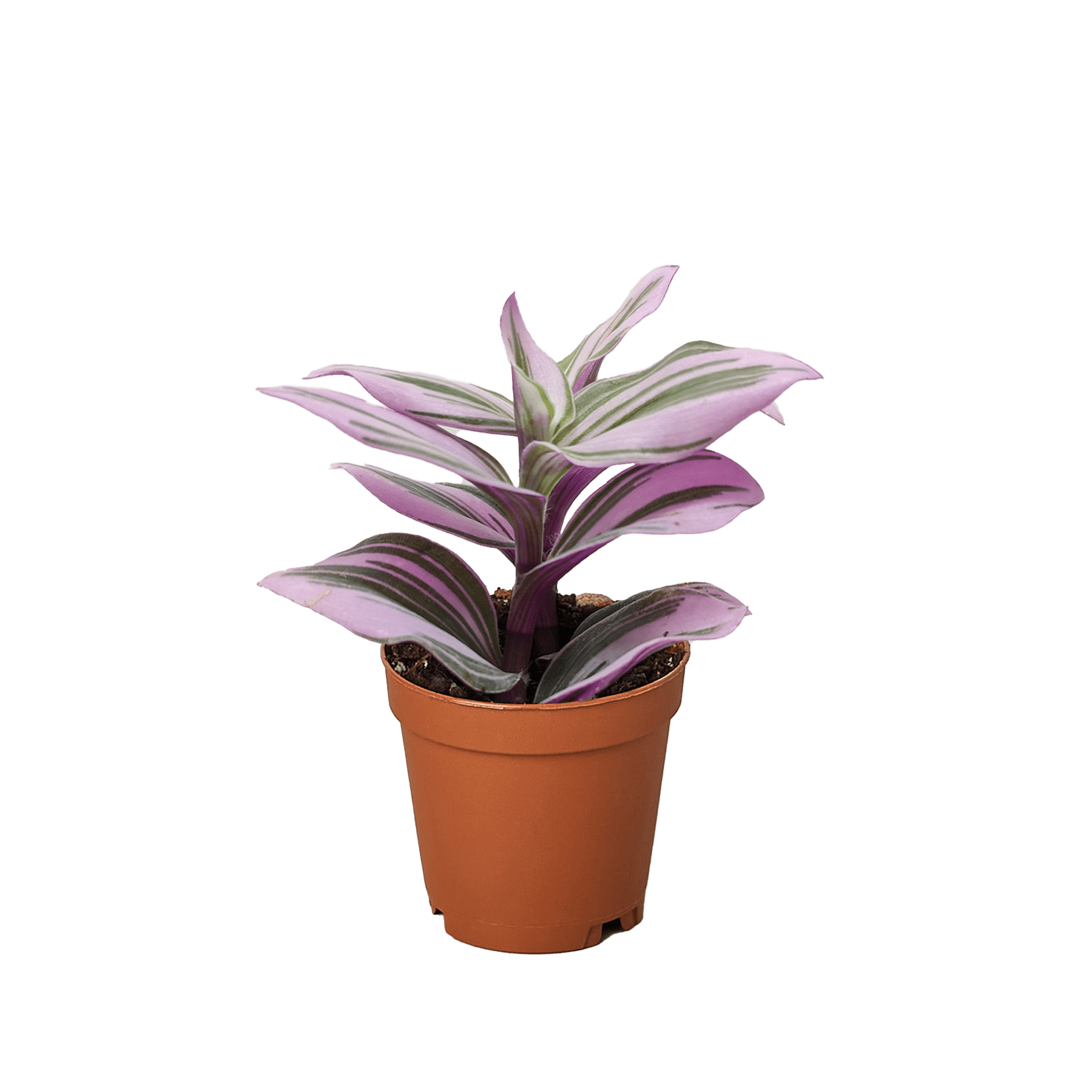 Tradescantia &