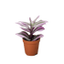 Tradescantia &