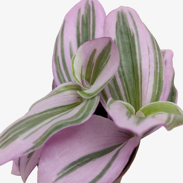 Tradescantia &