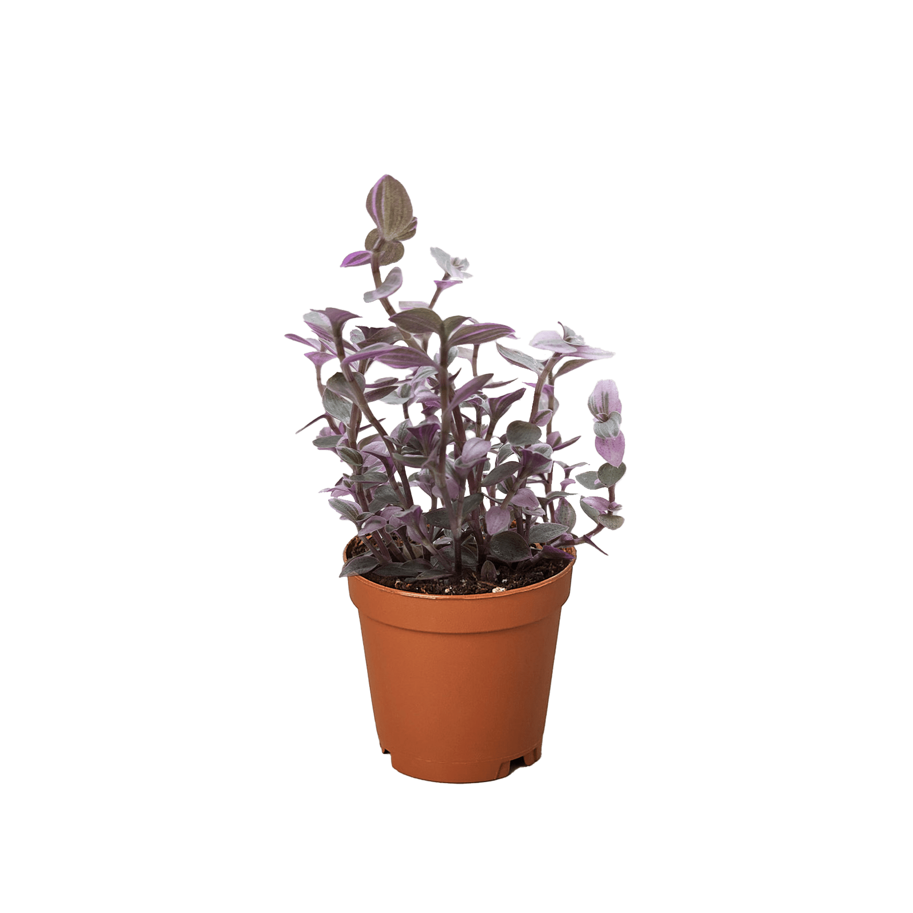 Tradescantia Callisia &