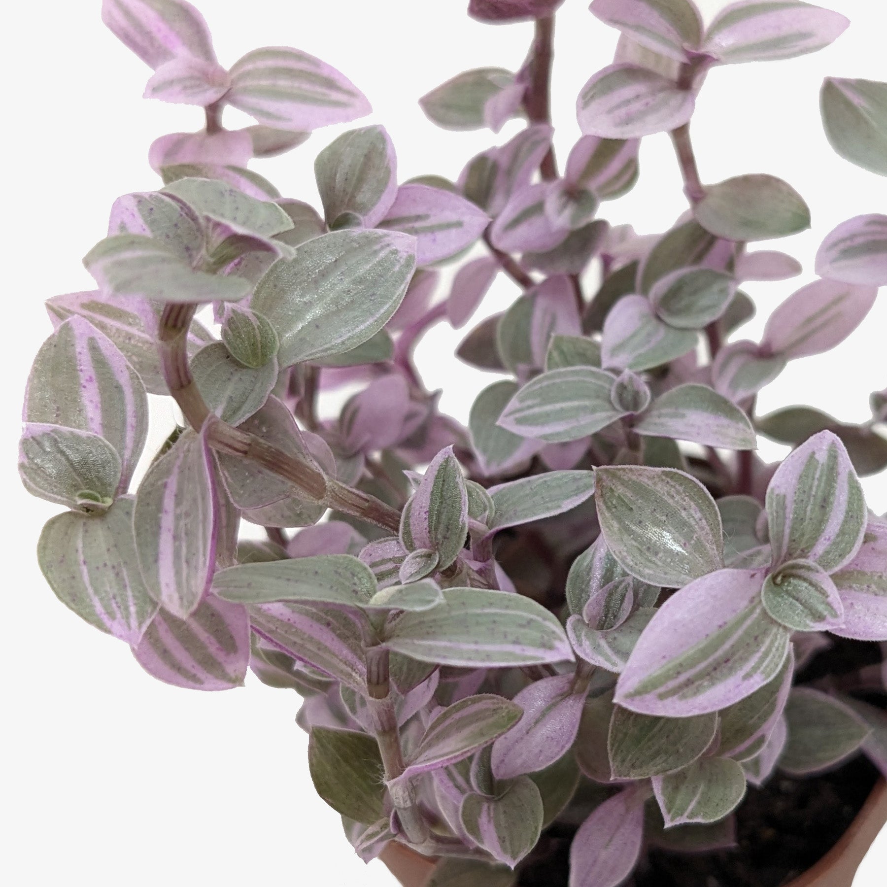 Tradescantia Callisia &