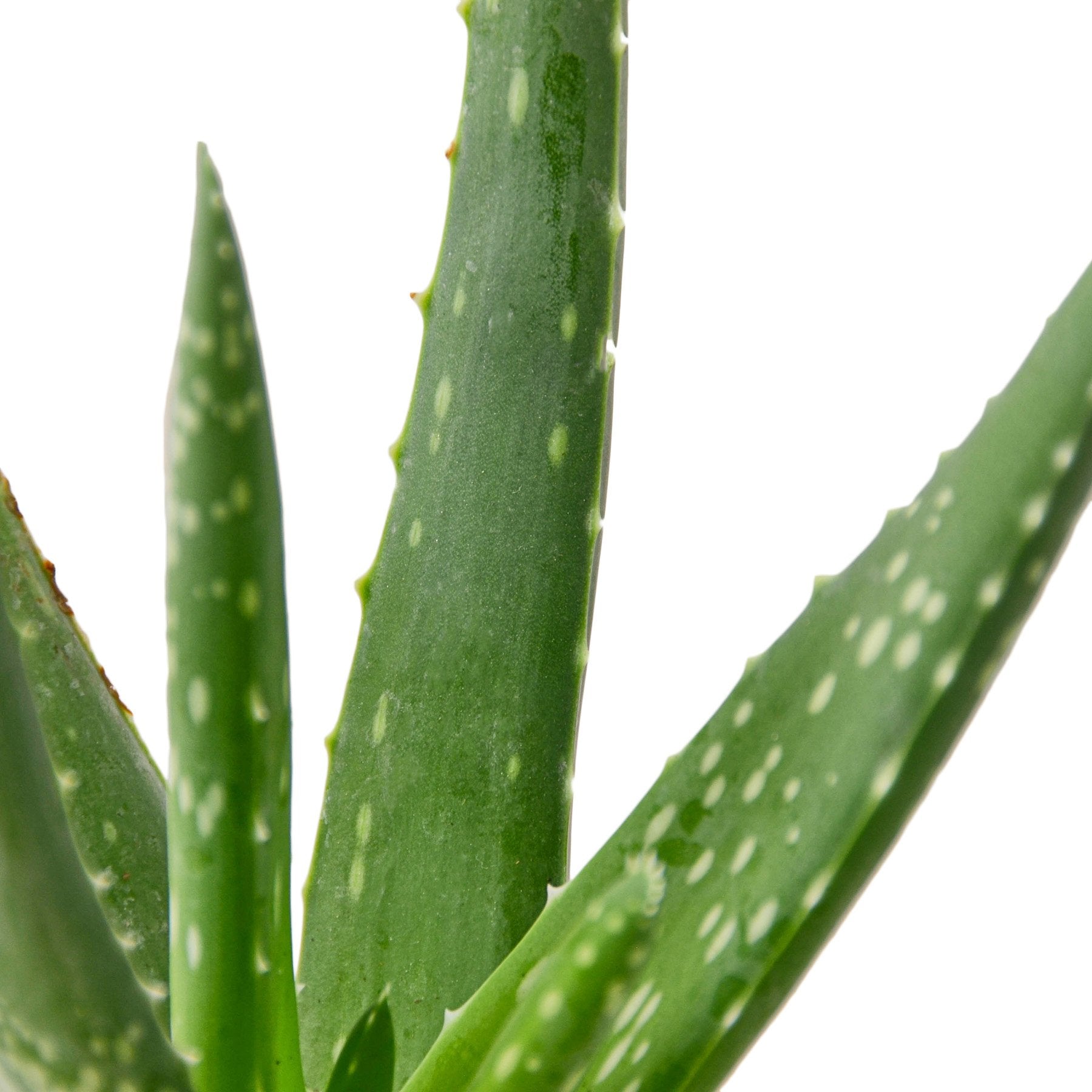 Aloe Vera - Ethereal Company