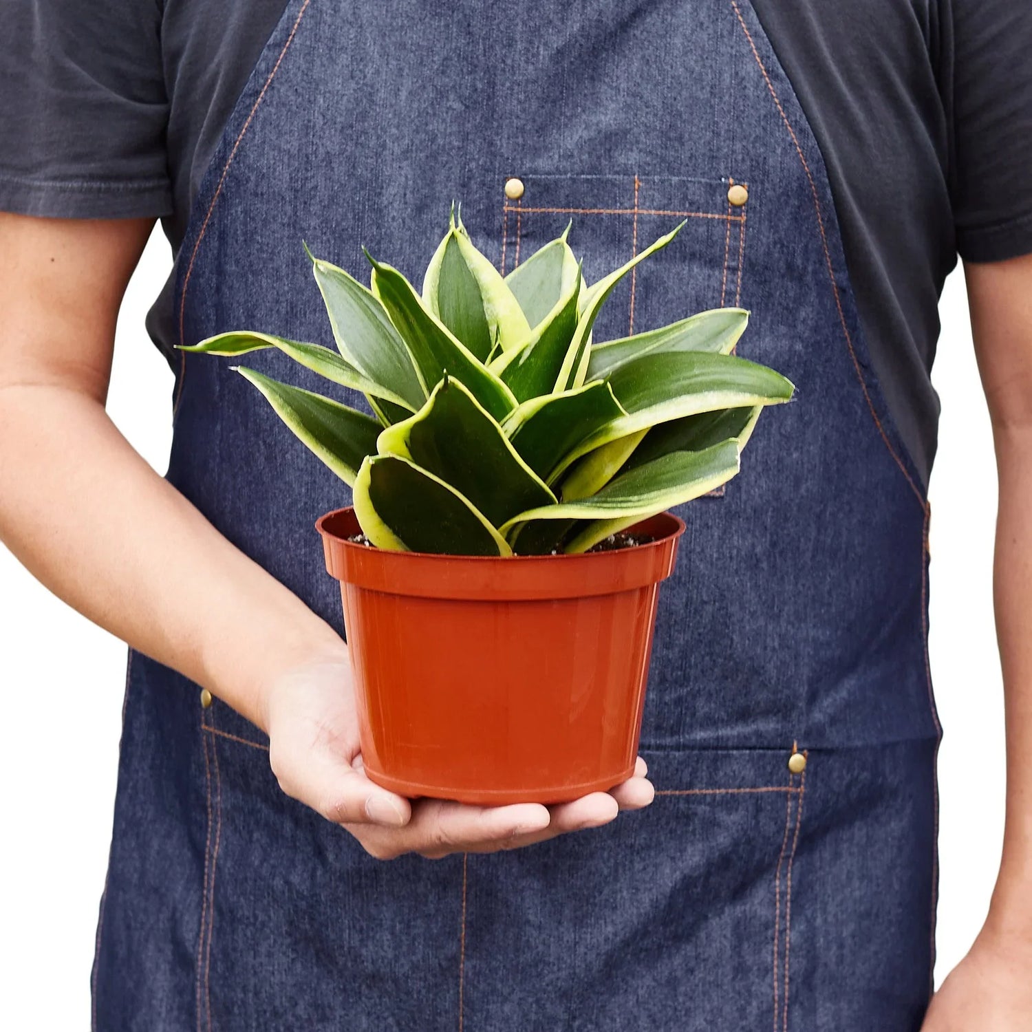 Snake Plant Black Gold - Ethereal CompanyIndoor Plants