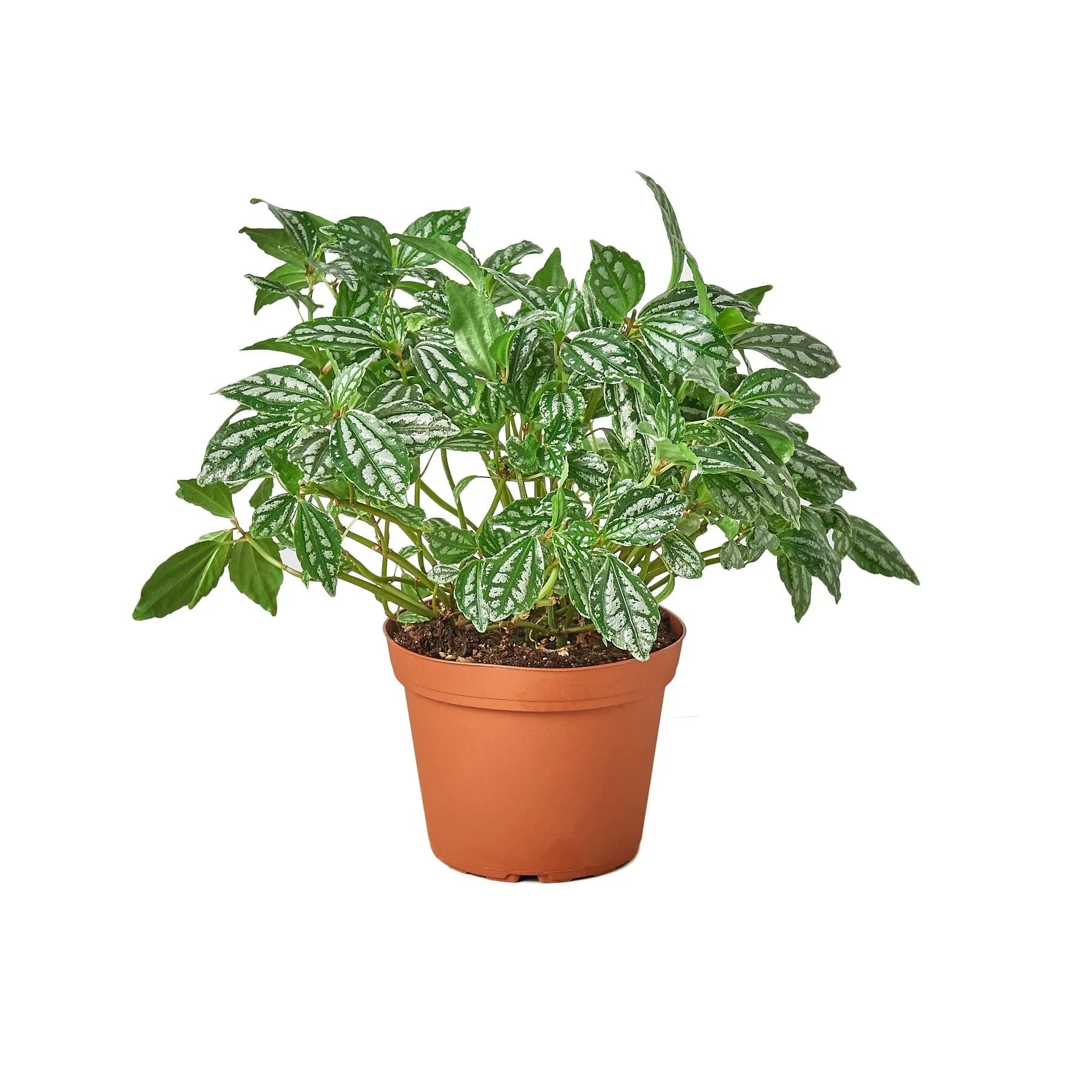 Pilea &